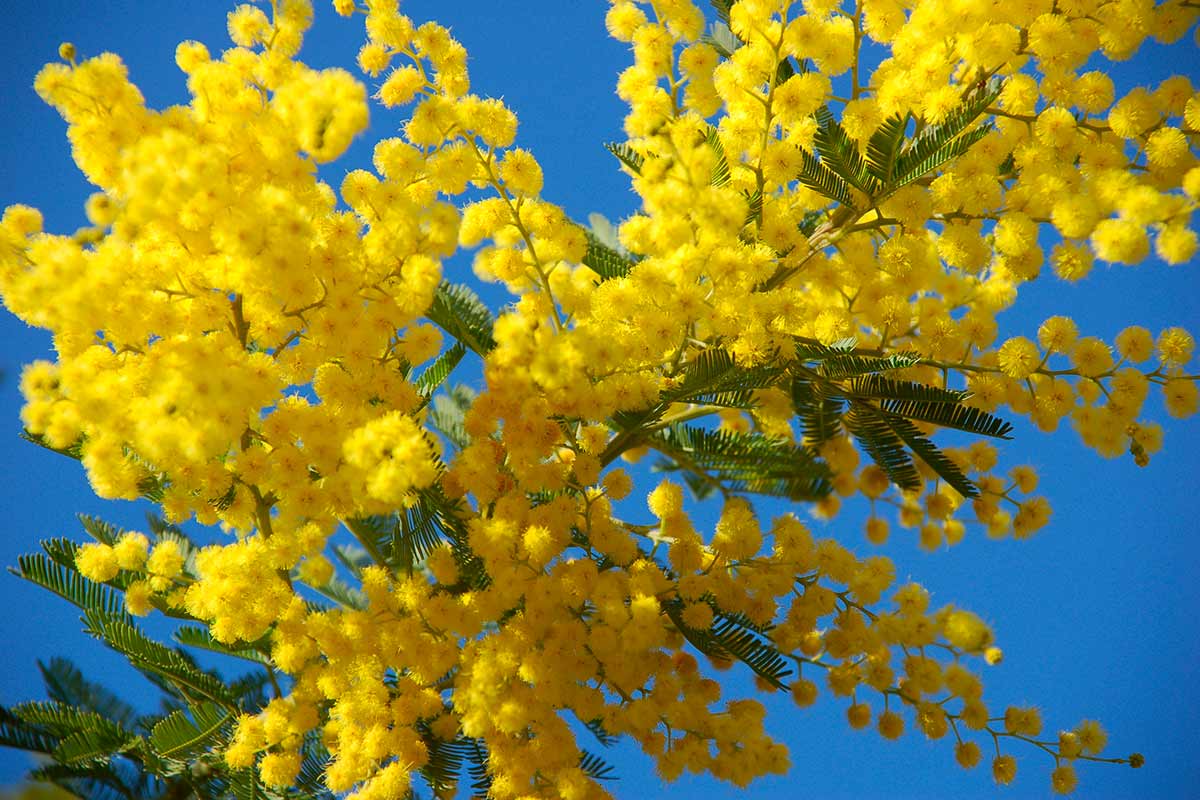 pianta di mimosa