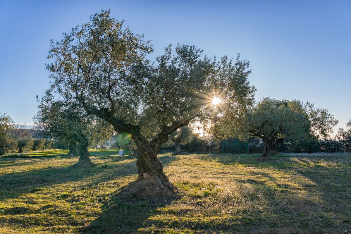 pianta di olivo