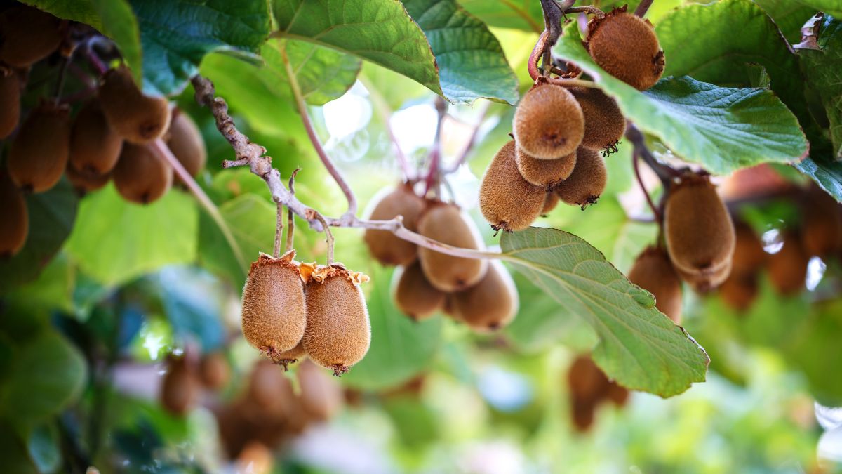 Potatura pianta di kiwi
