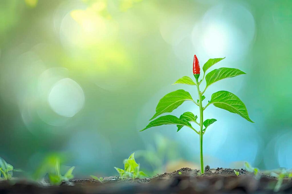 Germinazione del peperoncino