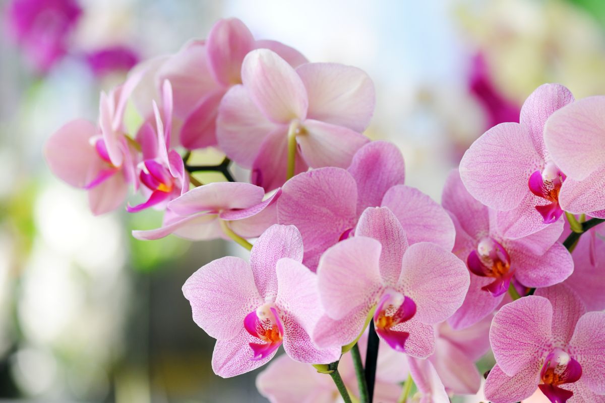 Orchidee in salute grazie a l'aglio