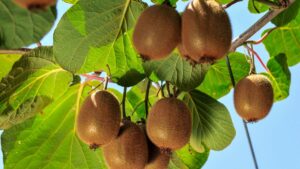 Come potare pianta di kiwi