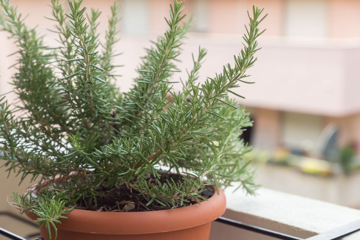 rosmarino in vaso sul balcone