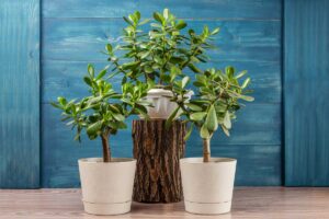 Bonsai di Albero di Giada