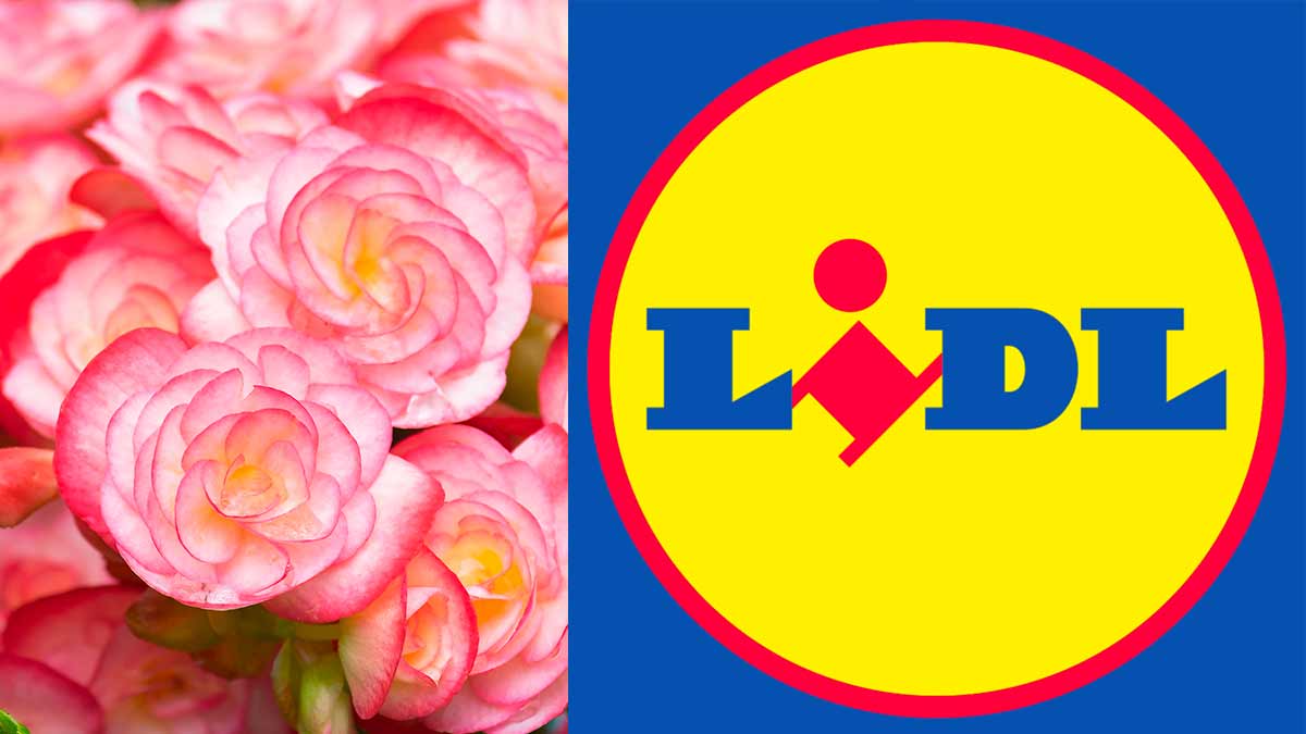 Bulbi fioriti in offerta da Lidl
