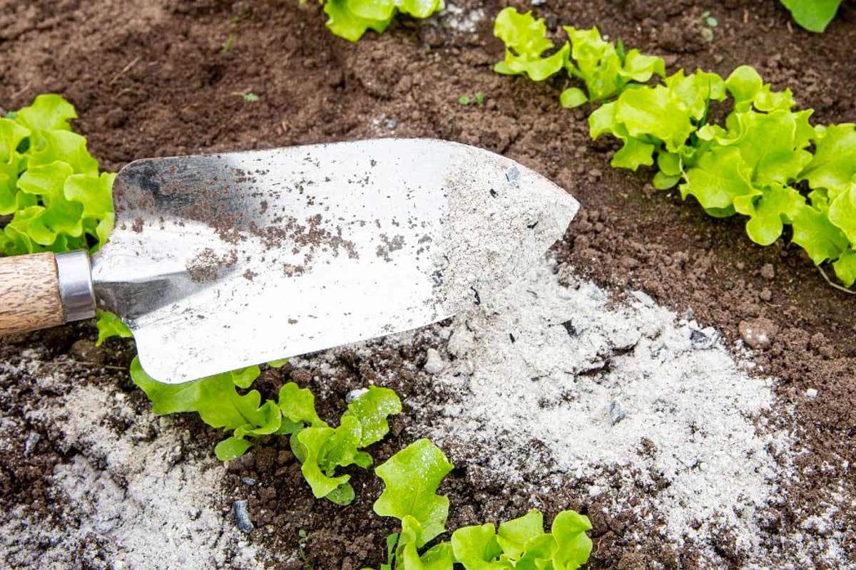 la cenere per orto e giardino