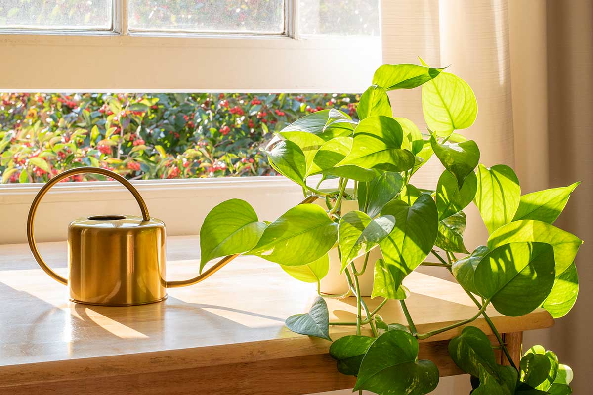 Pothos sulla finestra