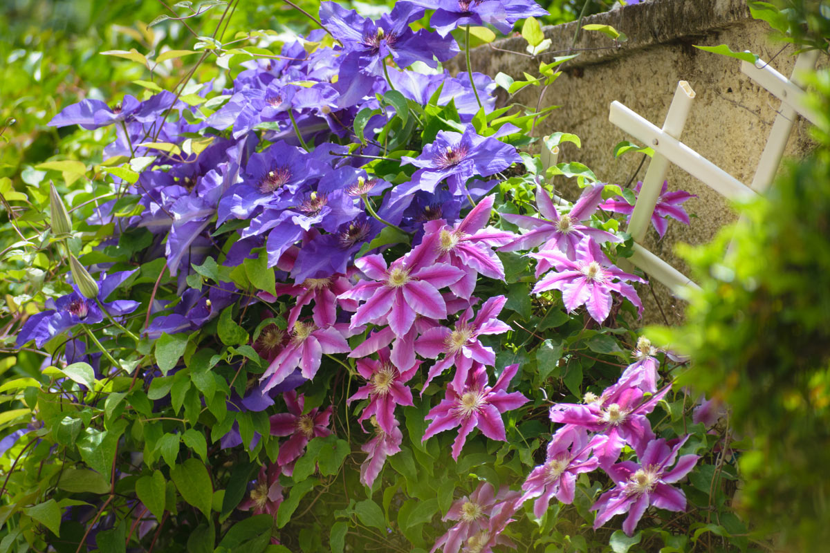 Vuoi un giardino spettacolare? Prova la Clematis, la rampicante dai mille colori