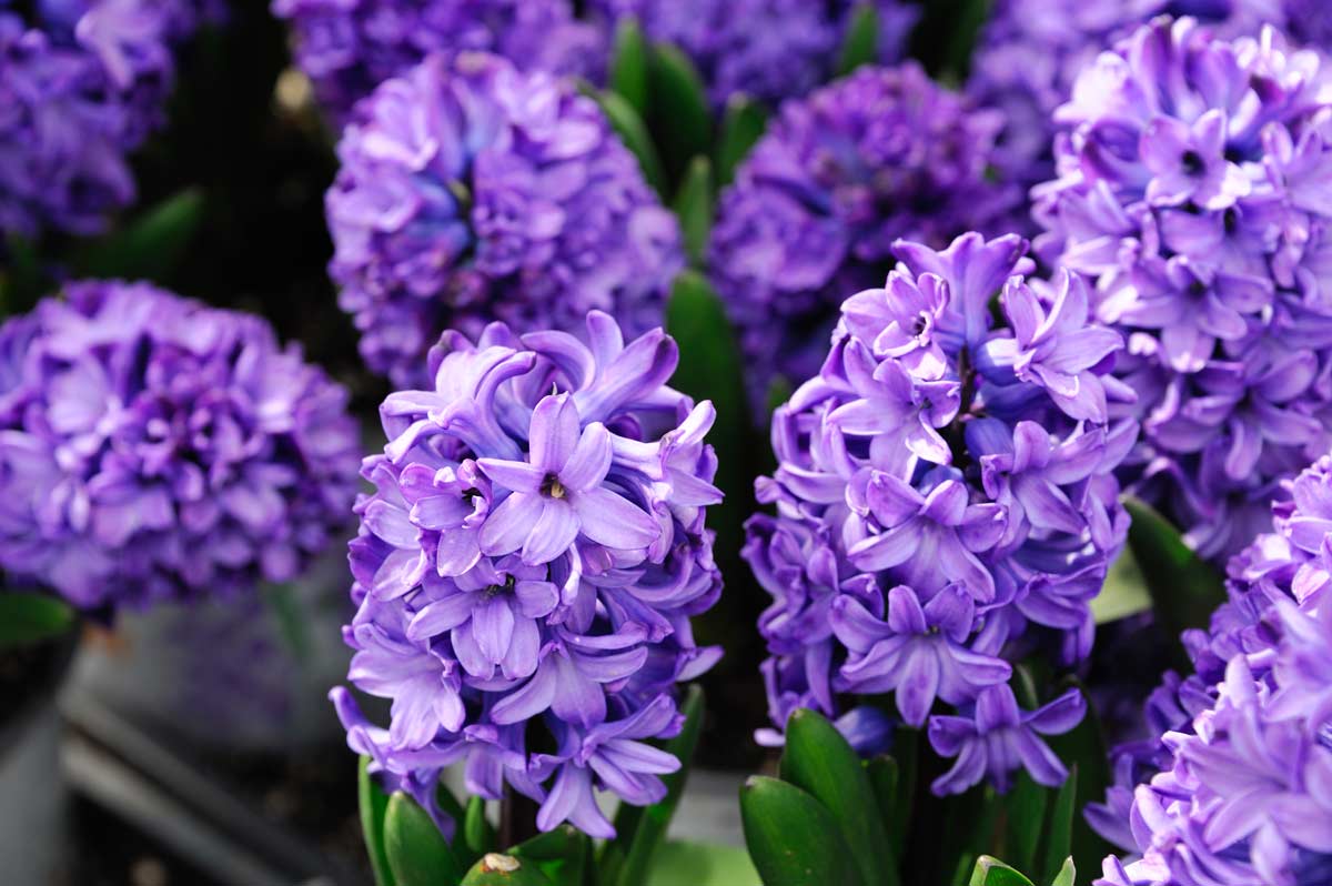 giacinti in fiore