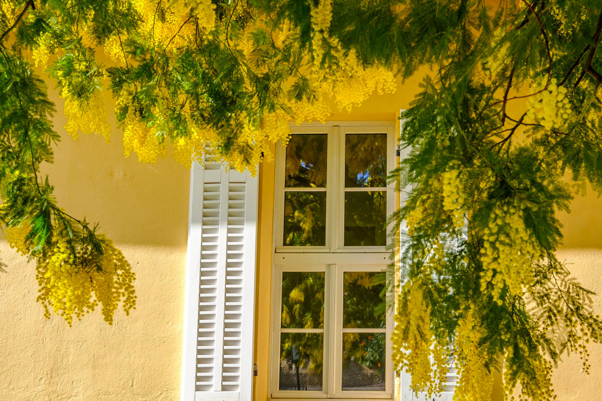 pianta di mimosa