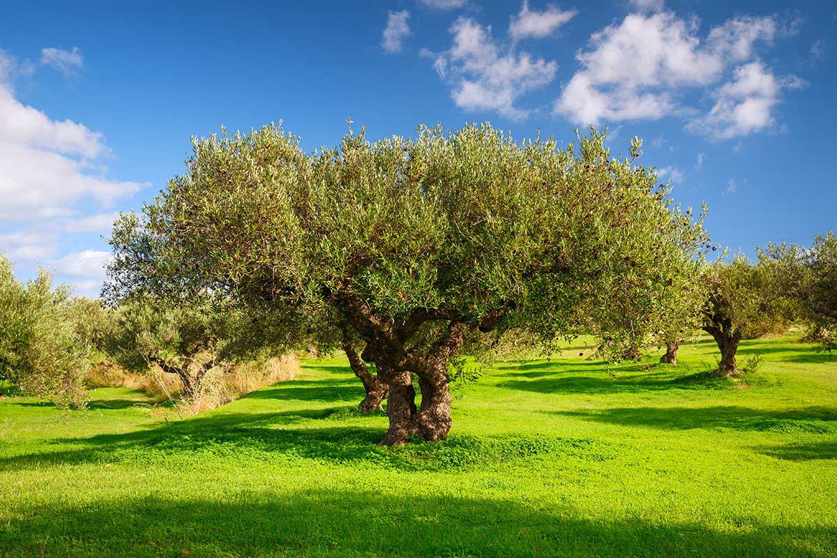 piana di olivo in giardino