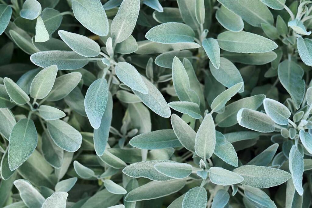 Primavera: la salvia rinasce con questi 5 concimi naturali