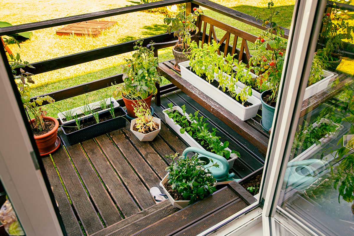 Cosa piantare a marzo balcone e giardino