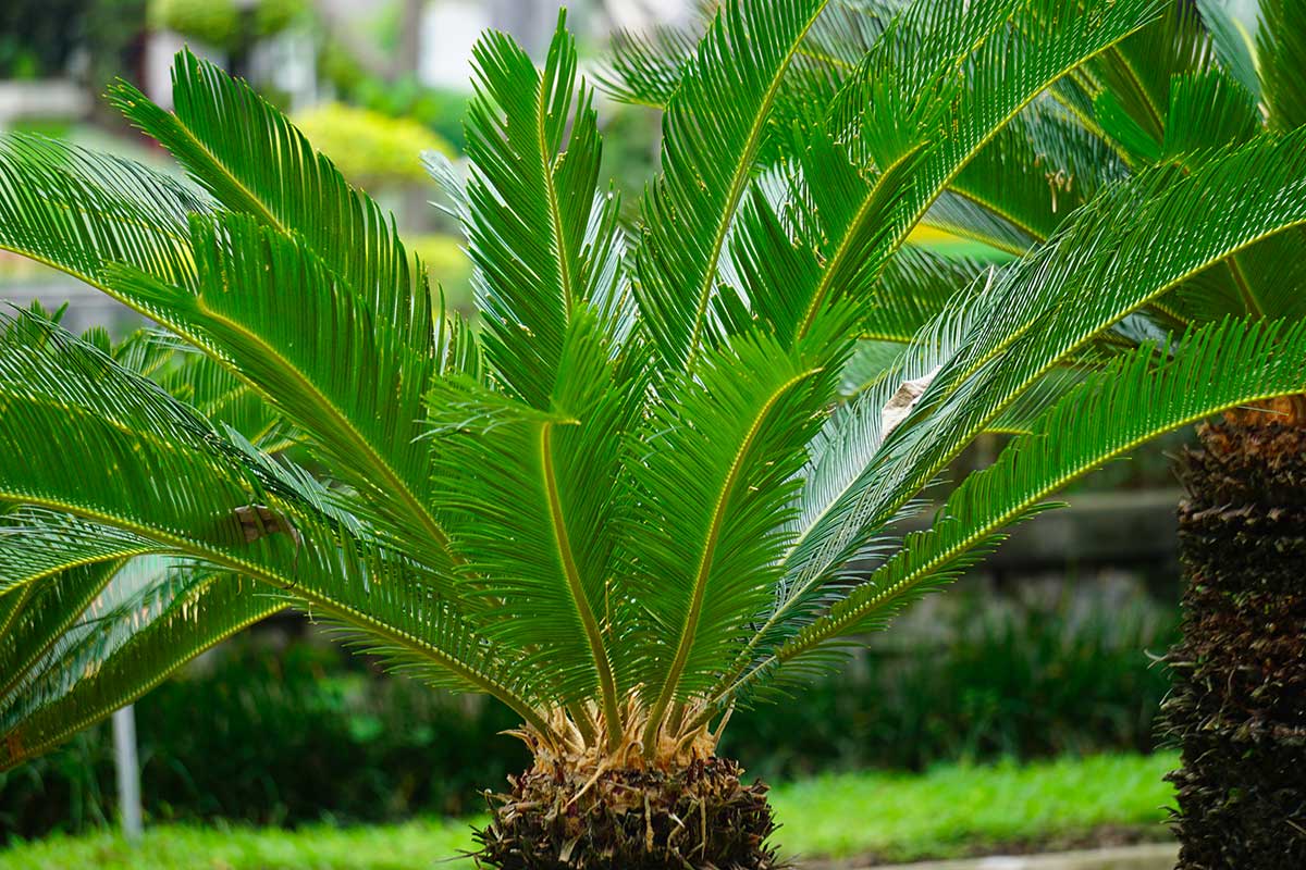 Cycas in giardino