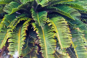 cycas ha le foglie gialle