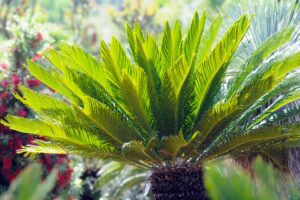 Cycas è maschio o femmina