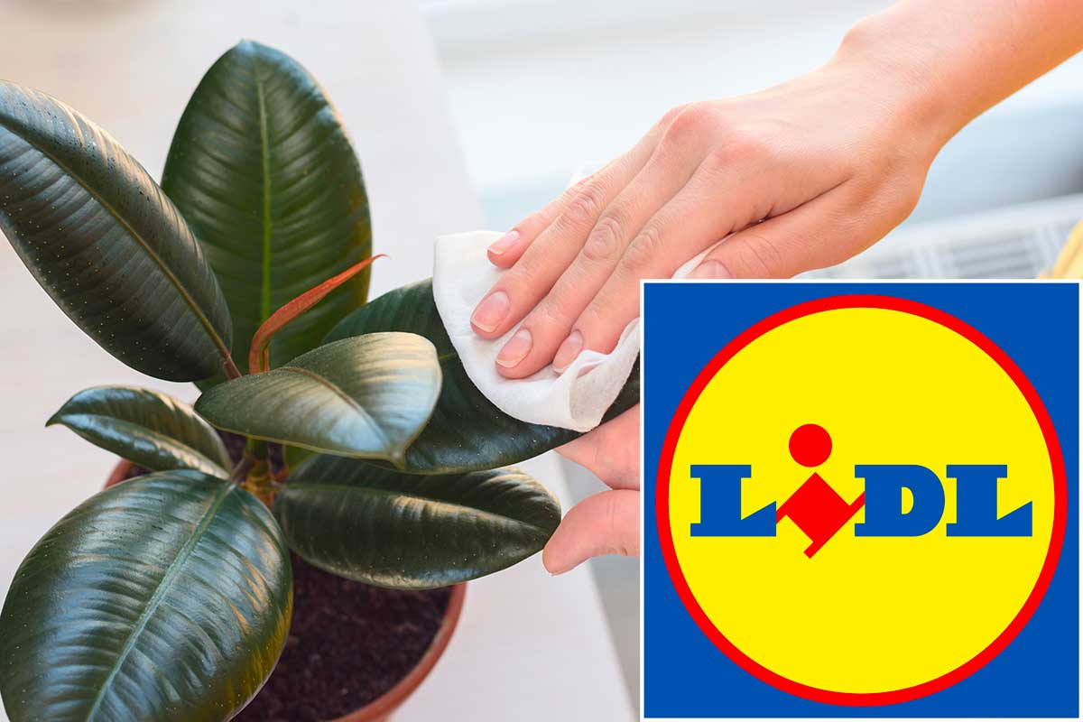 Ficus da Lidl