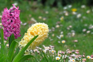 fiori di marzo