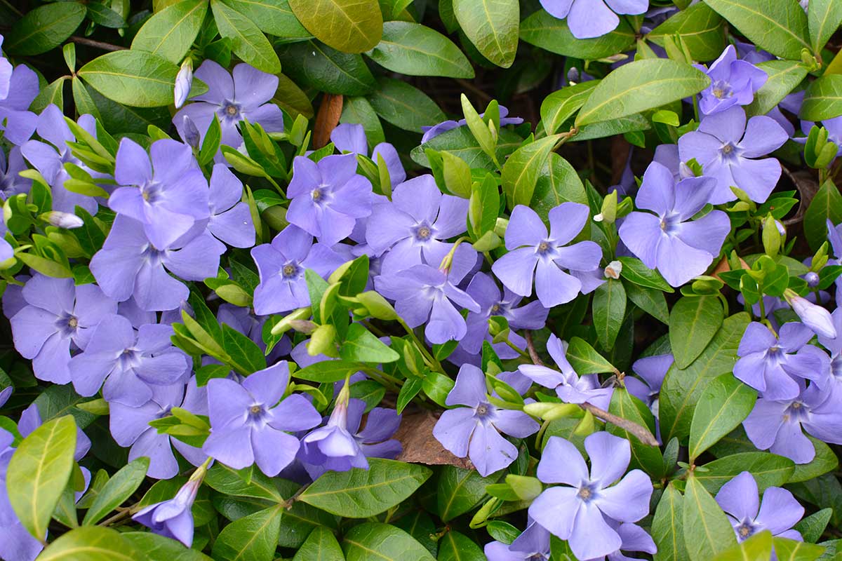 fiori da ombra per balcone