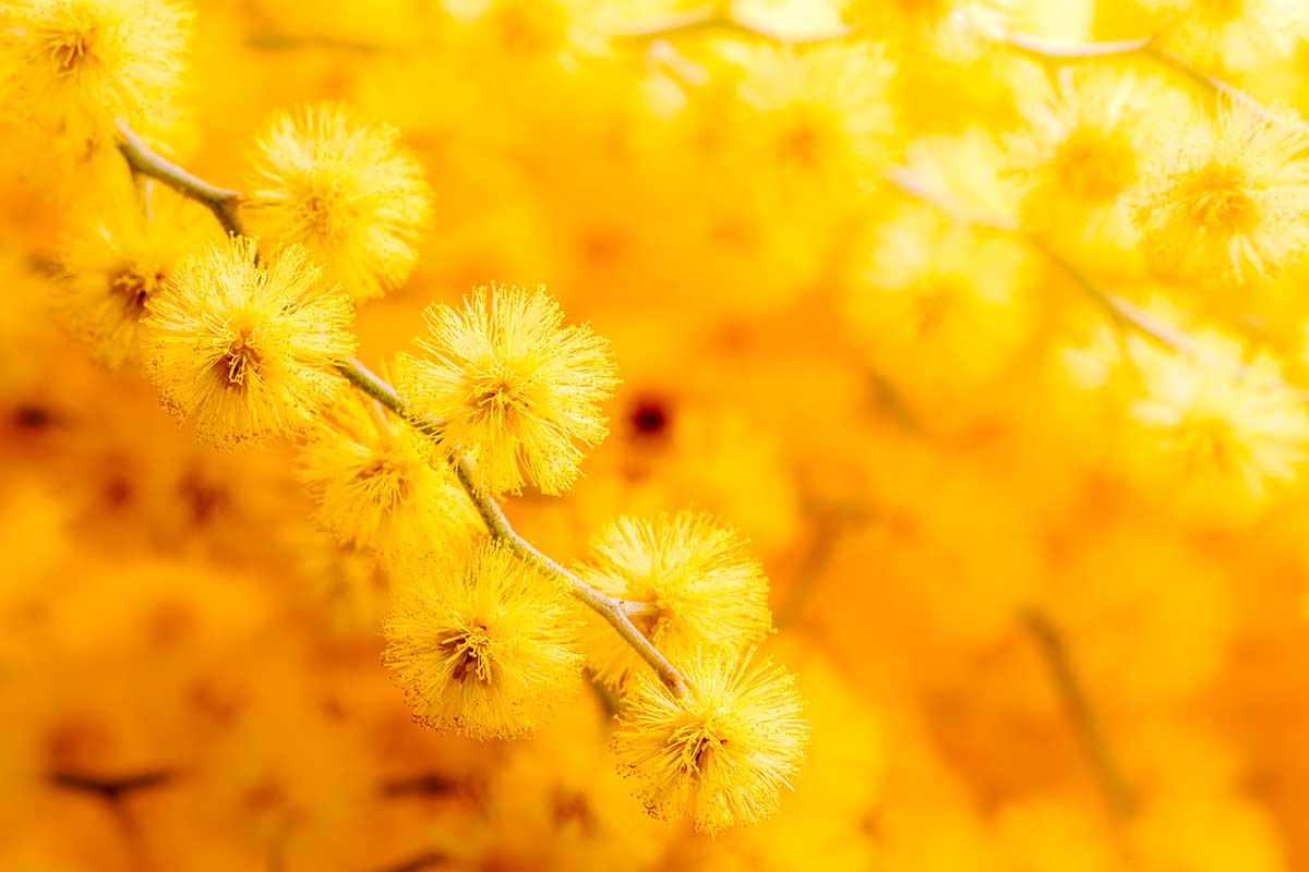 quando fiorisce la mimosa