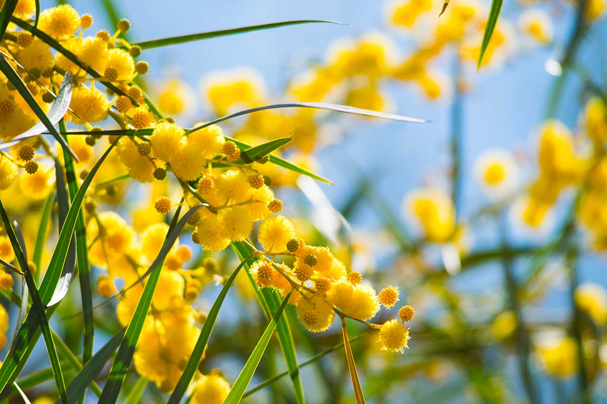Mimosa fiorita