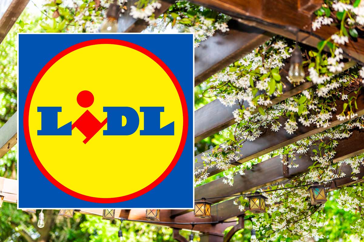 gelsomino in offerta da Lidl