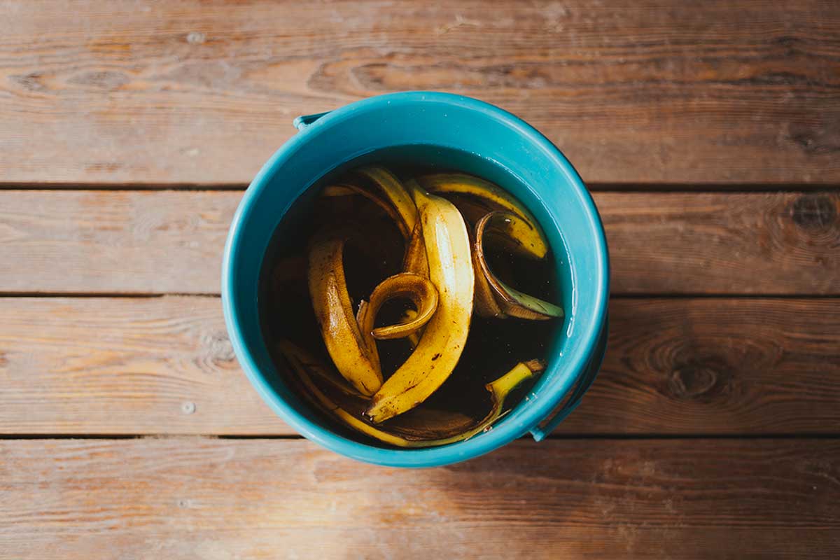 fertilizzante naturale per piante. il tè alla buccia di banana