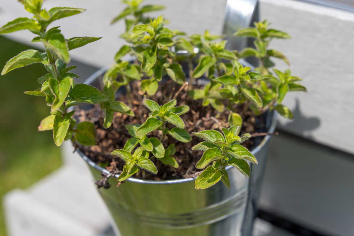 vasetto appeso ad un orto in pallet con salvia fresca