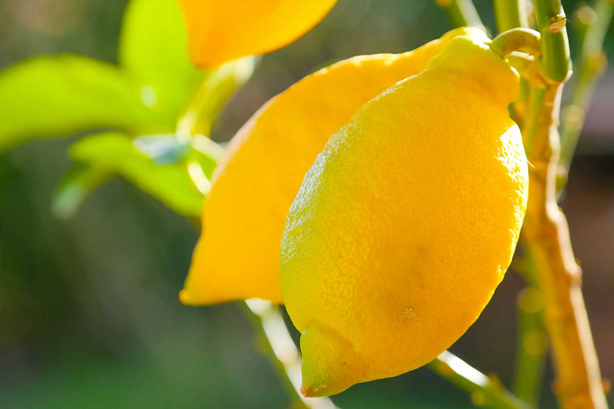 limoni sull'albero