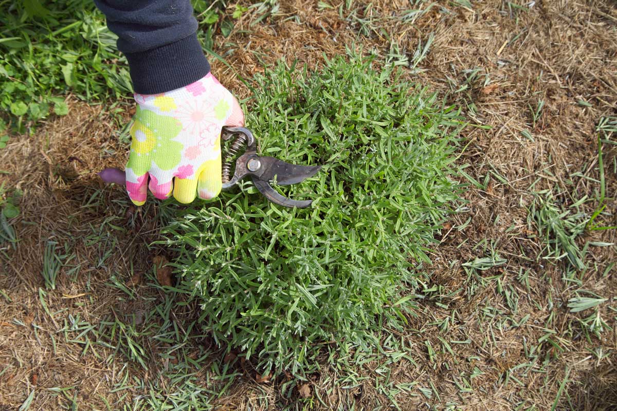potatura della lavanda per stimolare la crescita