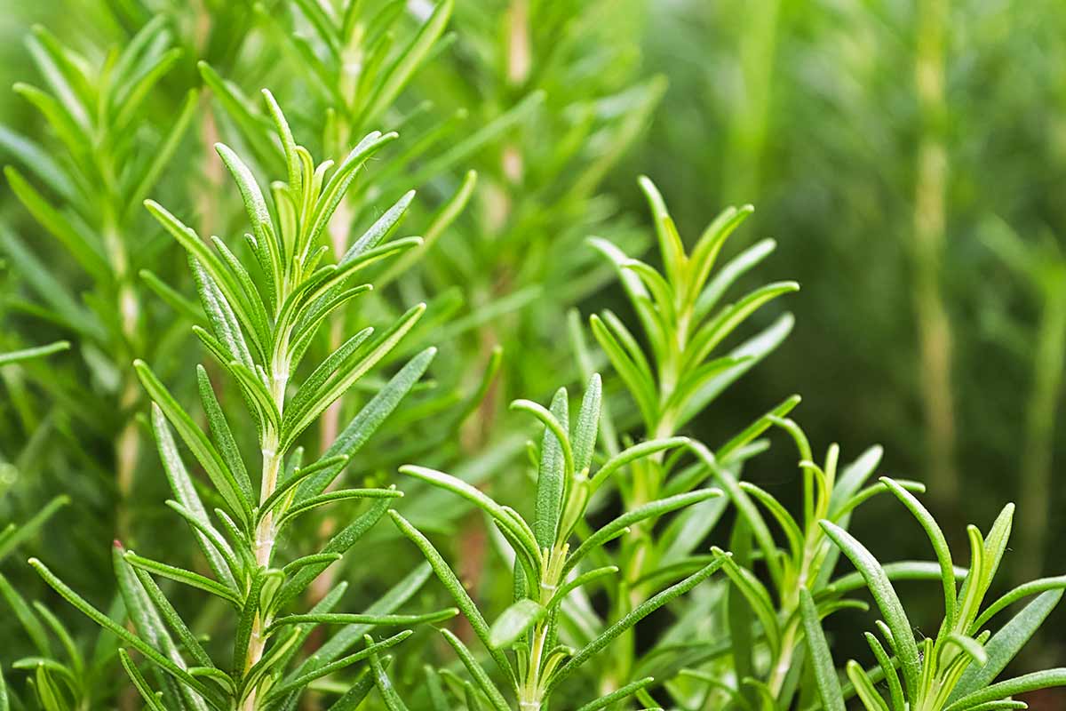 irrigazione rosmarino
