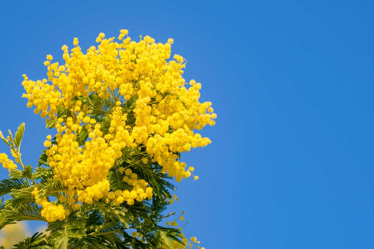 pianta di mimosa in giardino