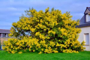 come piantare un albero di mimosa