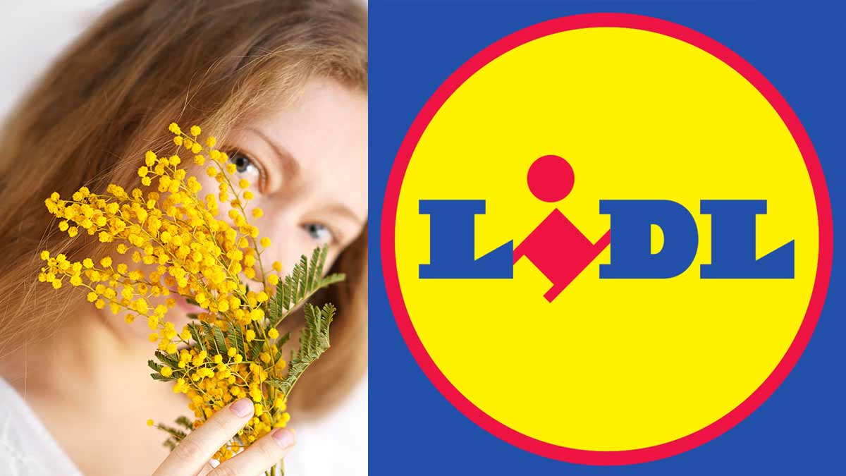 Mimosa in offerta da Lidl
