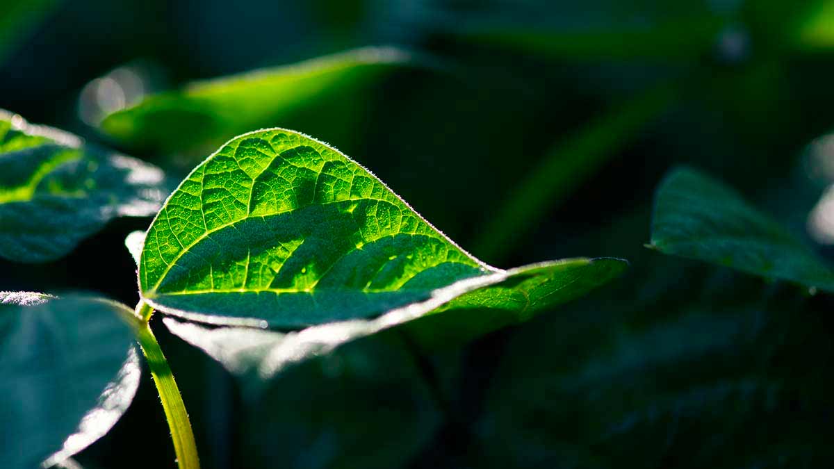 Orto in zone d'ombra