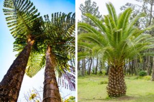 le palme più diffuse in Italia