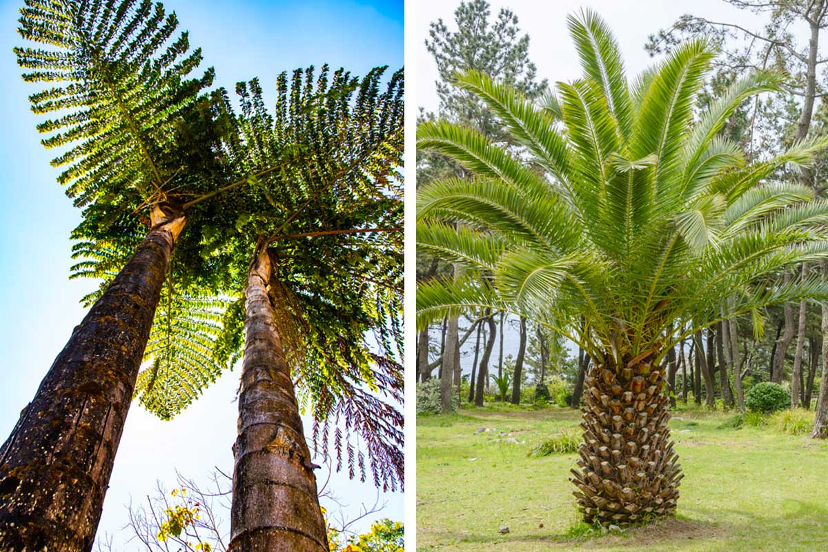 le palme più diffuse in Italia