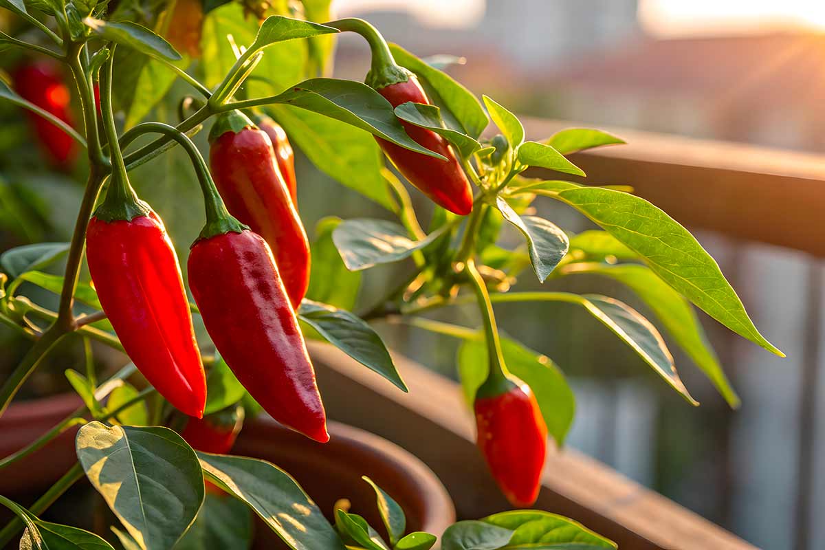 coltivare peperoncini in vaso sul balcone