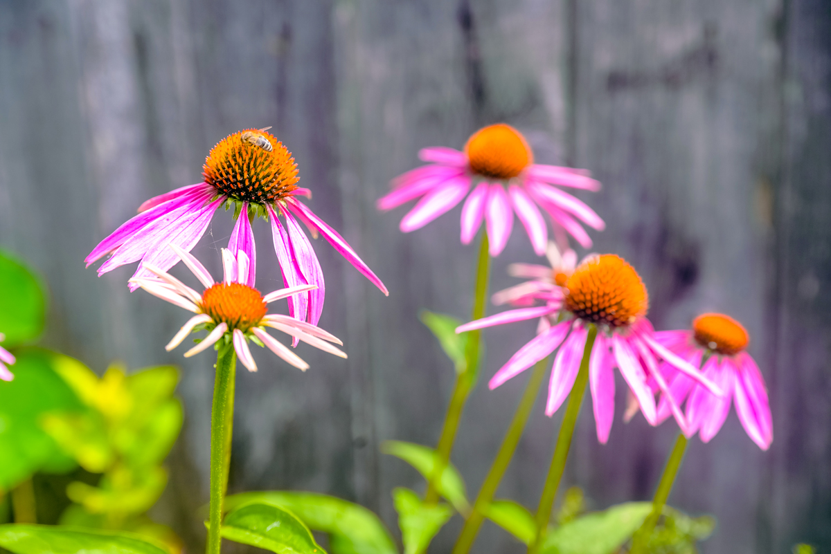 Echinacea per un aiuola colorata