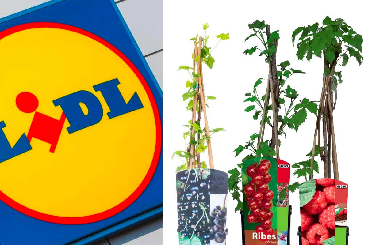 Piante da frutto da Lidl in offerta