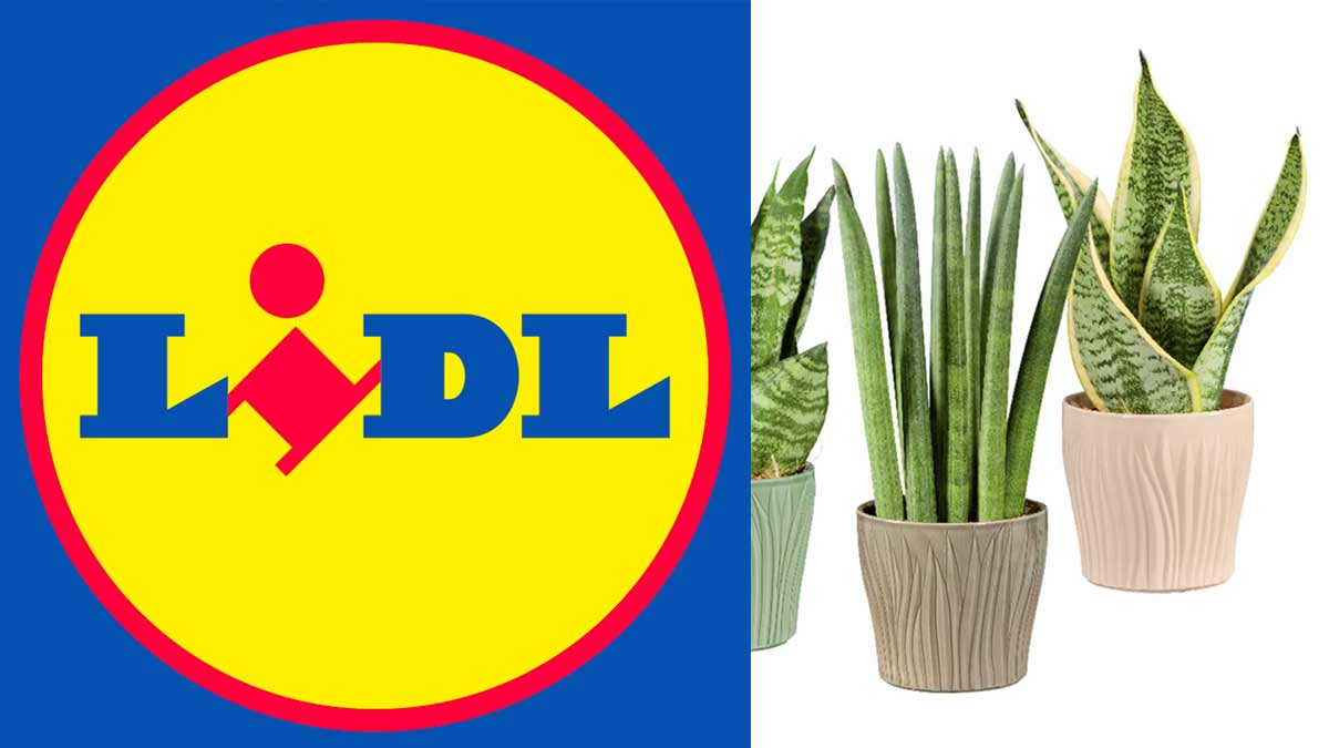 Weekend green da Lidl