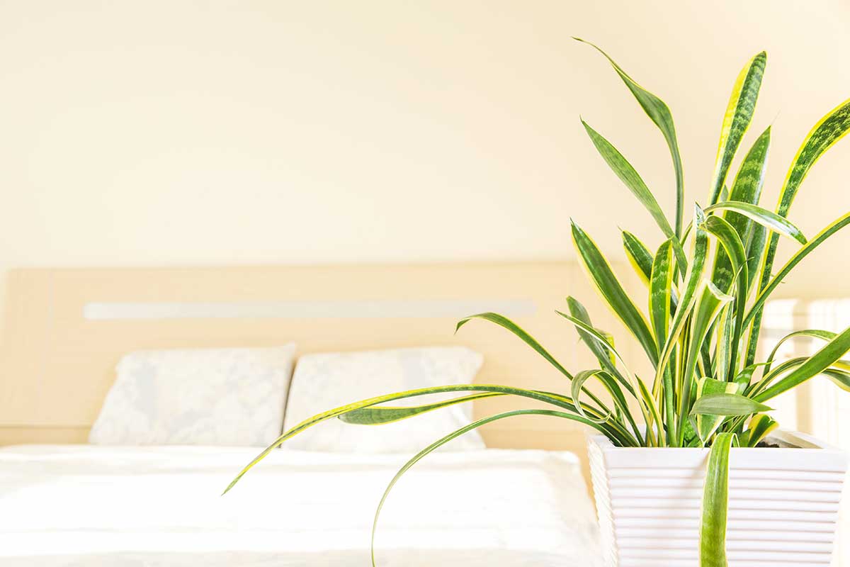 Sansevieria in camera da letto