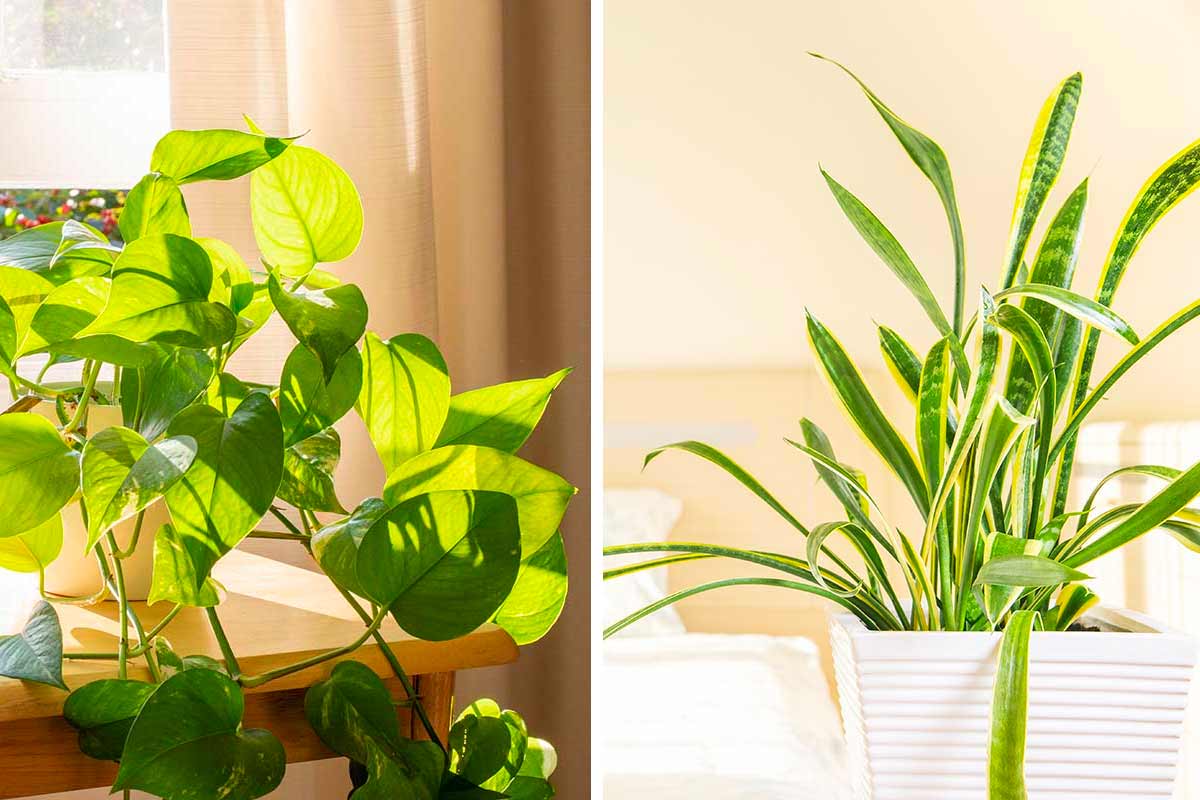 piante per purificare aria di casa