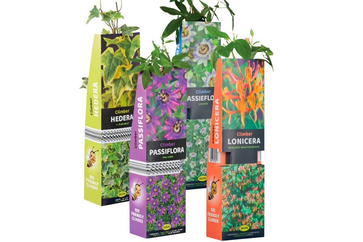 piante rampicanti offerta Lidl