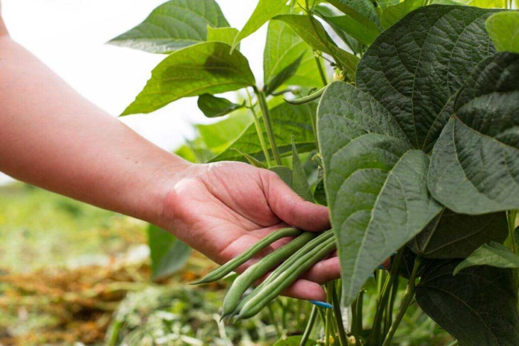Fagiolini infestati? Ecco la guida definitiva contro i pidocchi