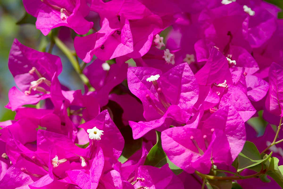 bouganville bellissima con fiori fucsia