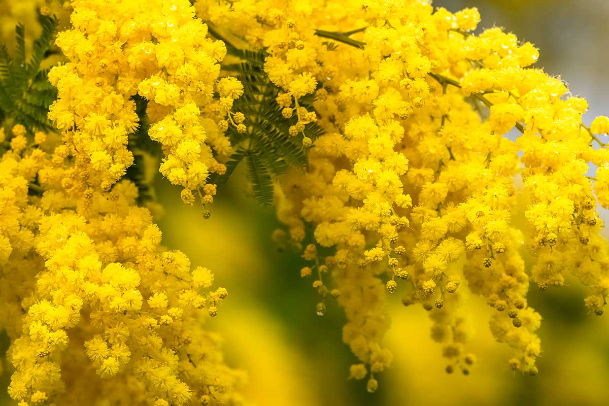 come potare la mimosa