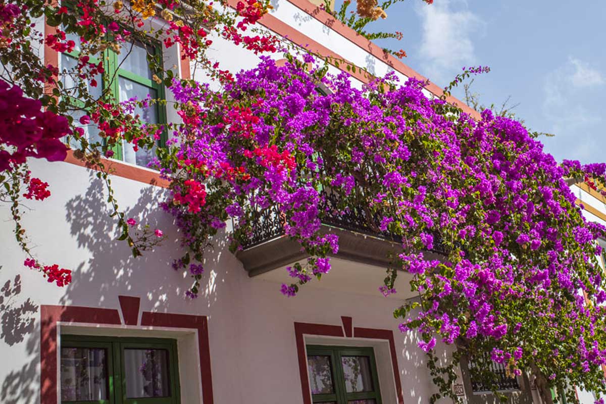 bouganville rampicante sul balcone