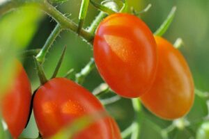 I segreti per pomodori succosi: trucchi da orto urbano