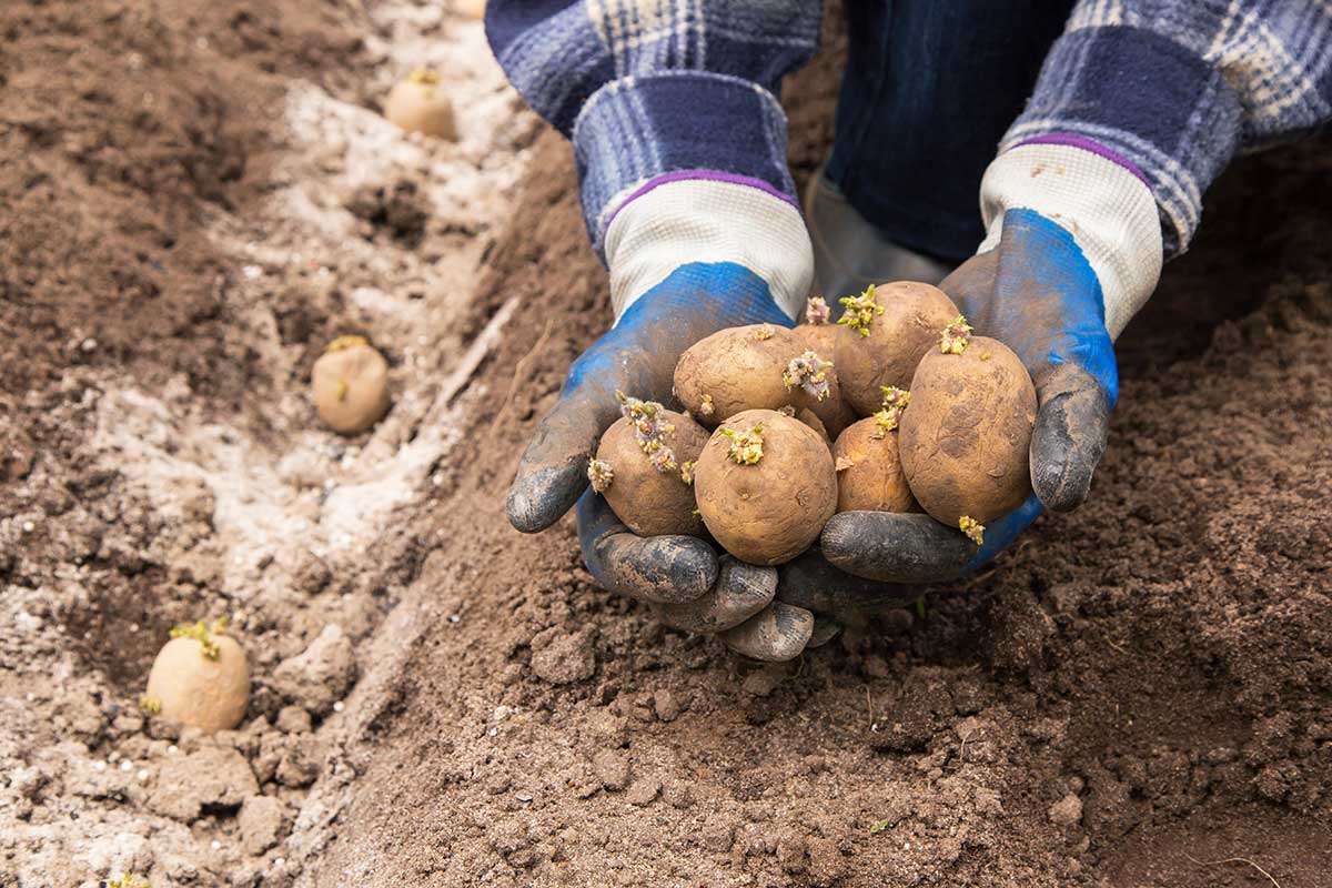 raccolto di patate nell'orto